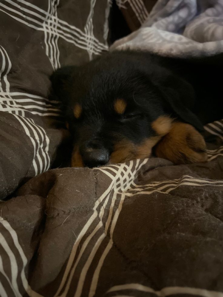 a small black and brown dog laying on top of a bed covered in blankets next to pillows