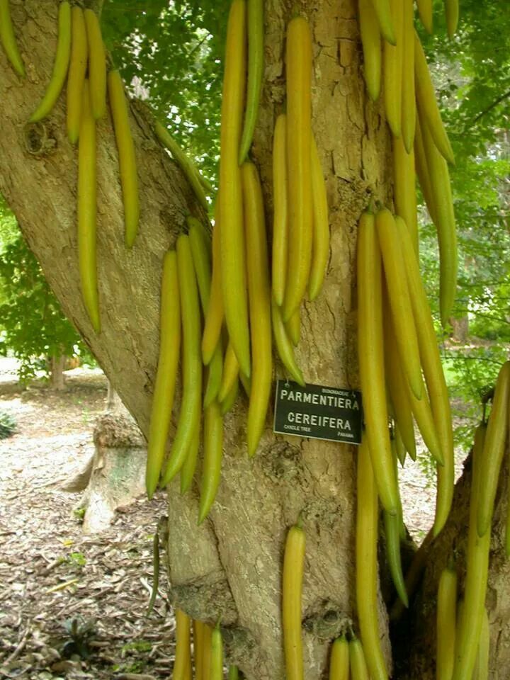 the tree is full of yellow bananas hanging from it's branches, with a sign in front of it