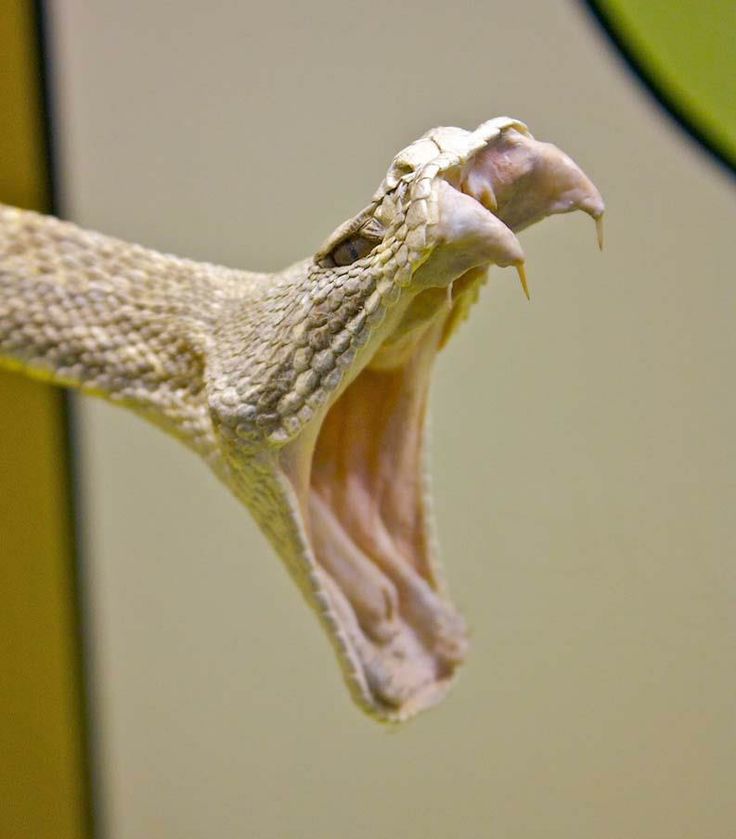 a close up of a snake's head with its mouth open