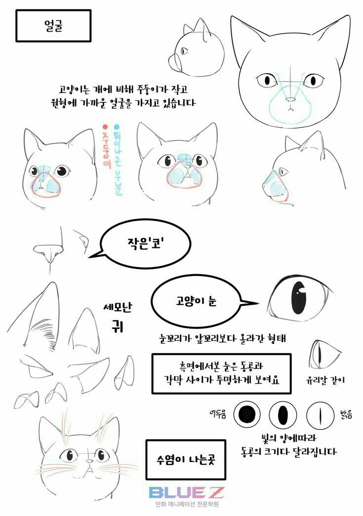 the instructions for how to draw cats in different ways, including their eyes and nose shapes