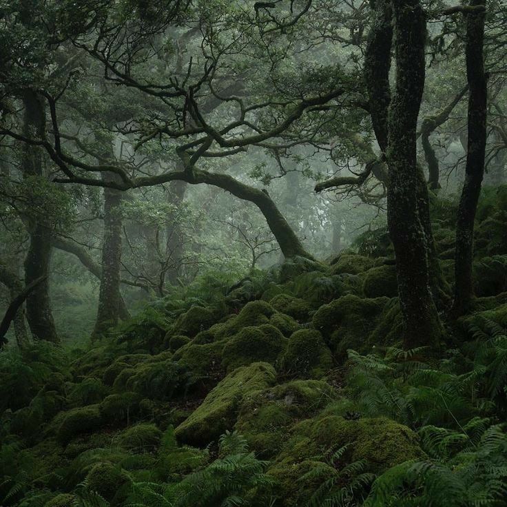 moss covered rocks and trees in the woods