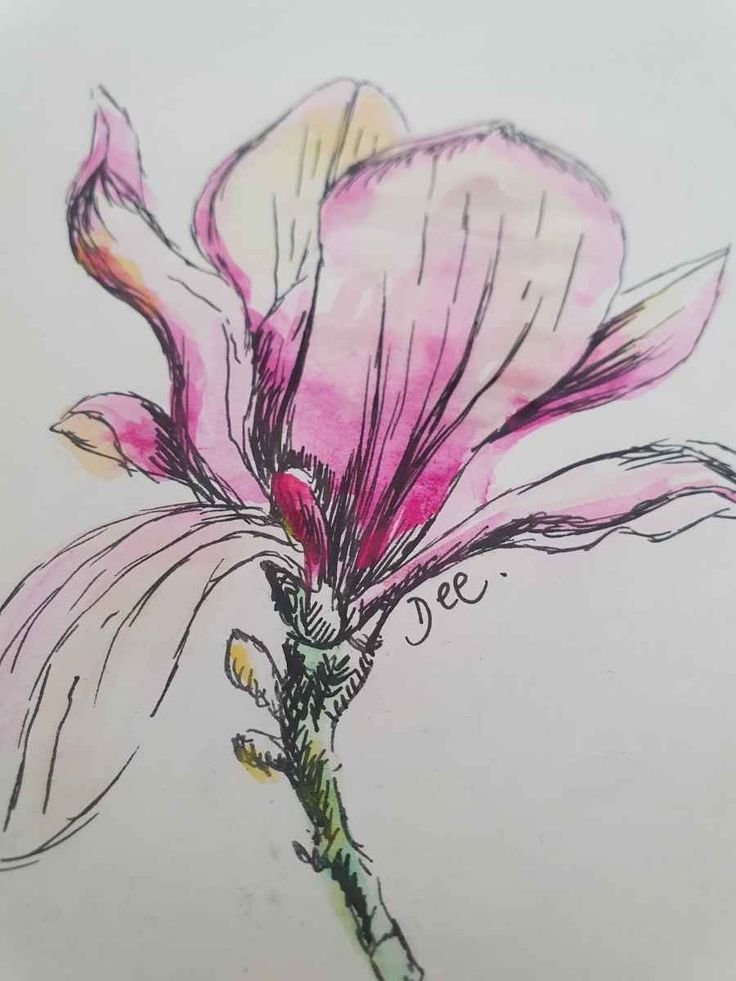 a drawing of a pink flower on a white background