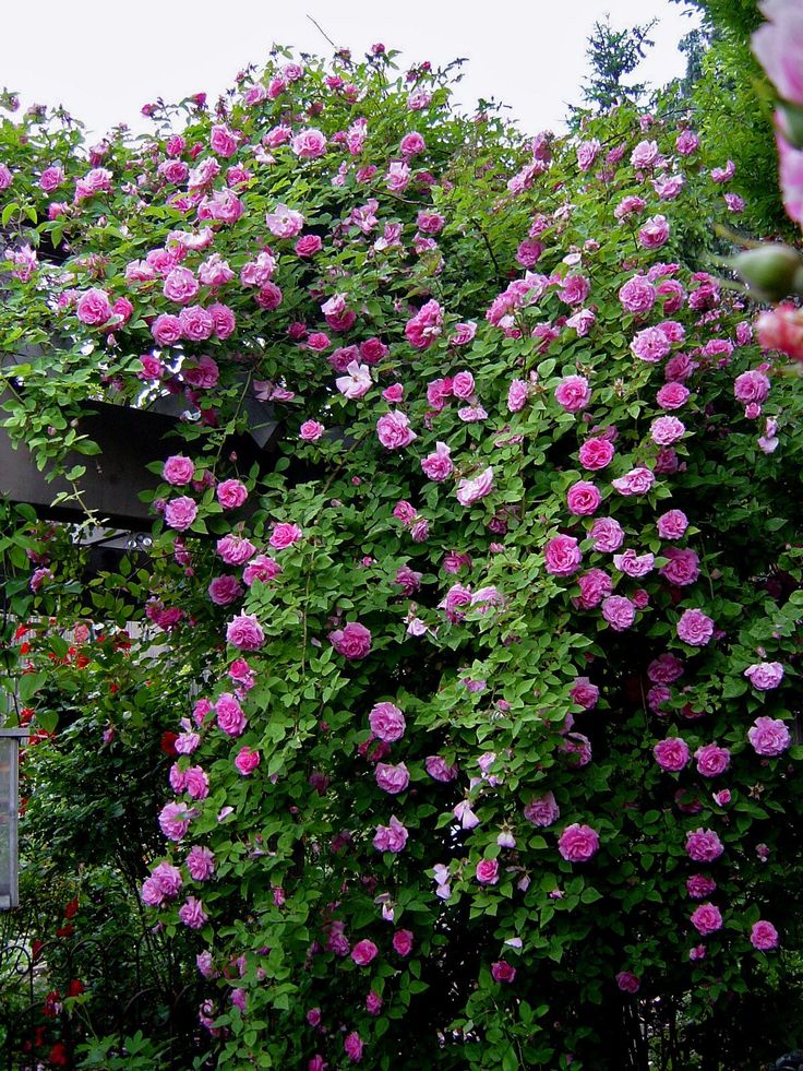 pink flowers growing on the side of a building