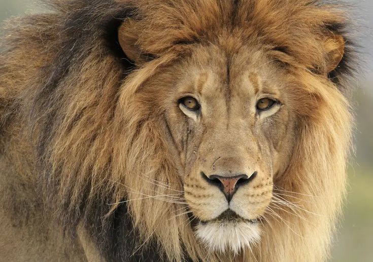 a close up of a lion looking at the camera