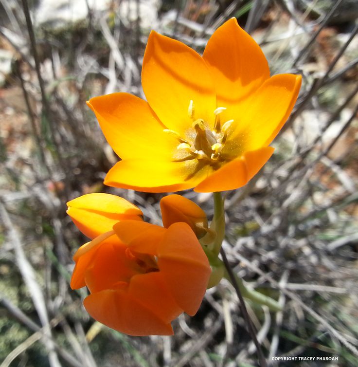 two orange flowers are in the grass