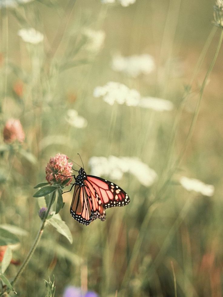 a butterfly that is sitting on some flowers