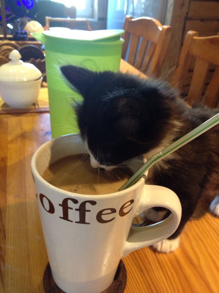 a black and white cat drinking out of a coffee cup