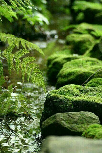 moss growing on rocks and water in a stream with fern leaves around them, along side it