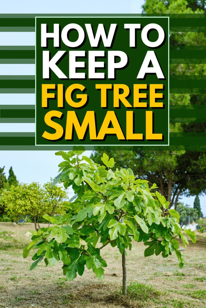 How To Plant Fig Tree, Propagate Fig Tree, Fig Fruit Tree Guild, How To Grow Fig Tree From Seeds, Indoor Fig Trees, Rooting Fig Tree Cuttings, Fig Fruit Tree, Growing Fig Trees, Fig Tree Plant