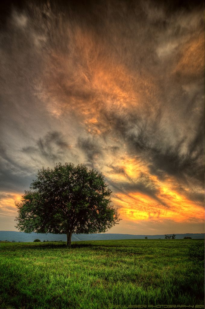 a lone tree stands in the middle of a grassy field as the sun sets behind it