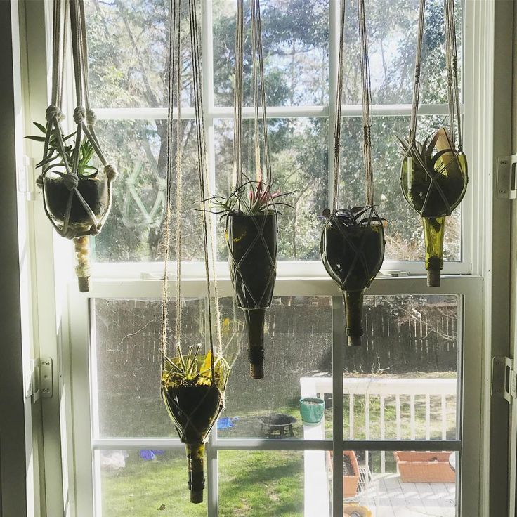 hanging plants in pots on the windowsill