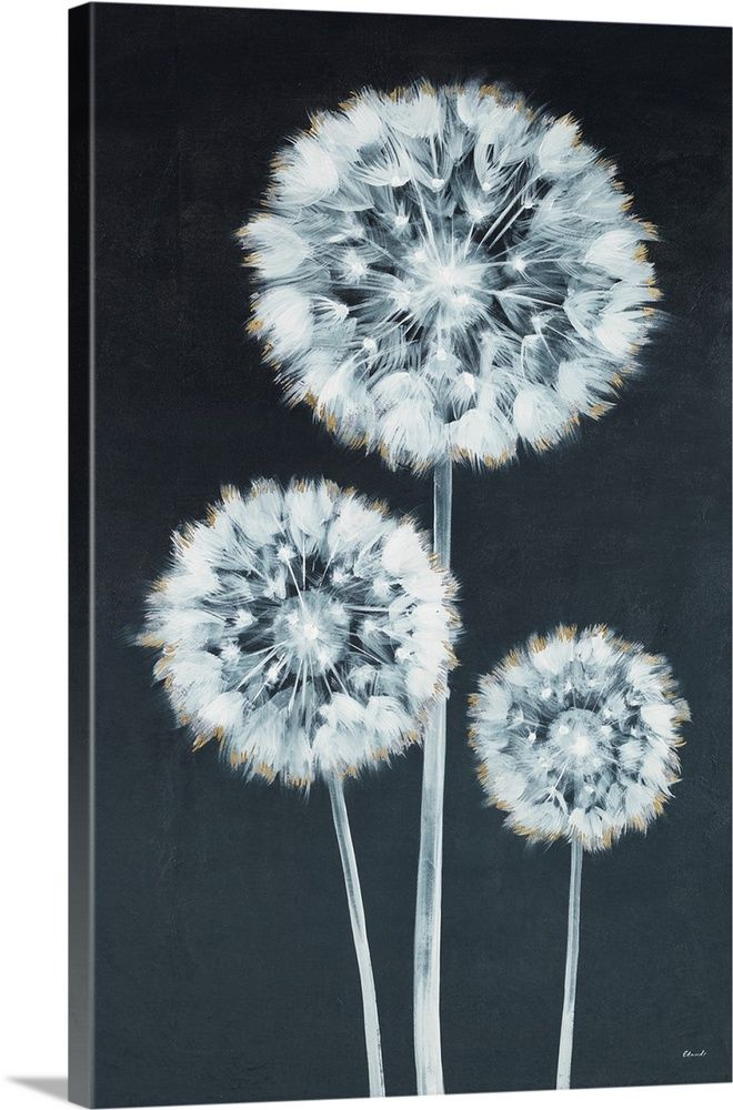 three dandelions are shown against a black background