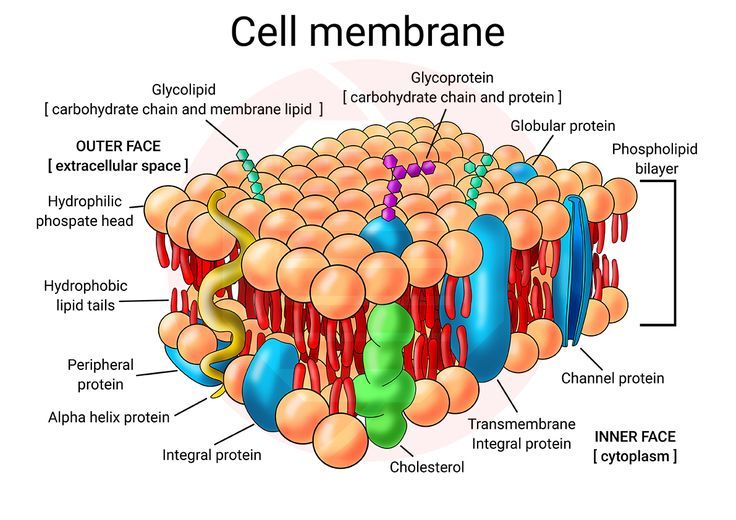 Biology study Printable Cell membrane structure diagram Plasma Membrane Drawing, Cell Membrane Notes, Cell Membrane Drawing, Study Infographic, Act Study, Cell Membrane Structure, Diagram Graphic Design, Bio Project, Infographic Diagram