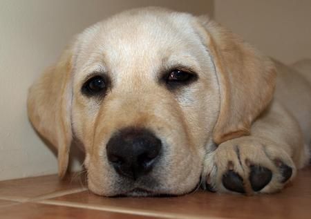 a close up of a dog laying on the floor with it's head resting on its paws