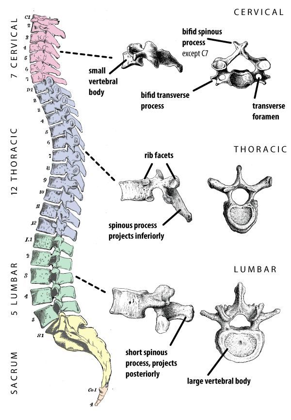 a diagram of the human neck and bones, with labels on each side of it