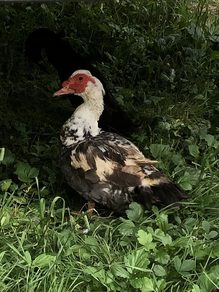 a white and black bird sitting in the grass