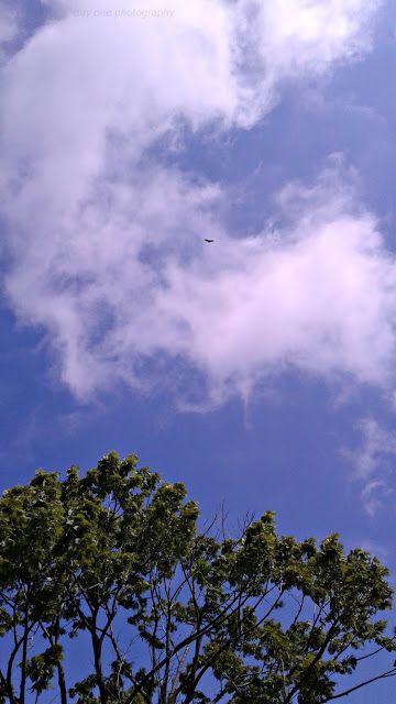 an airplane is flying high in the sky above some trees and leaves on a sunny day