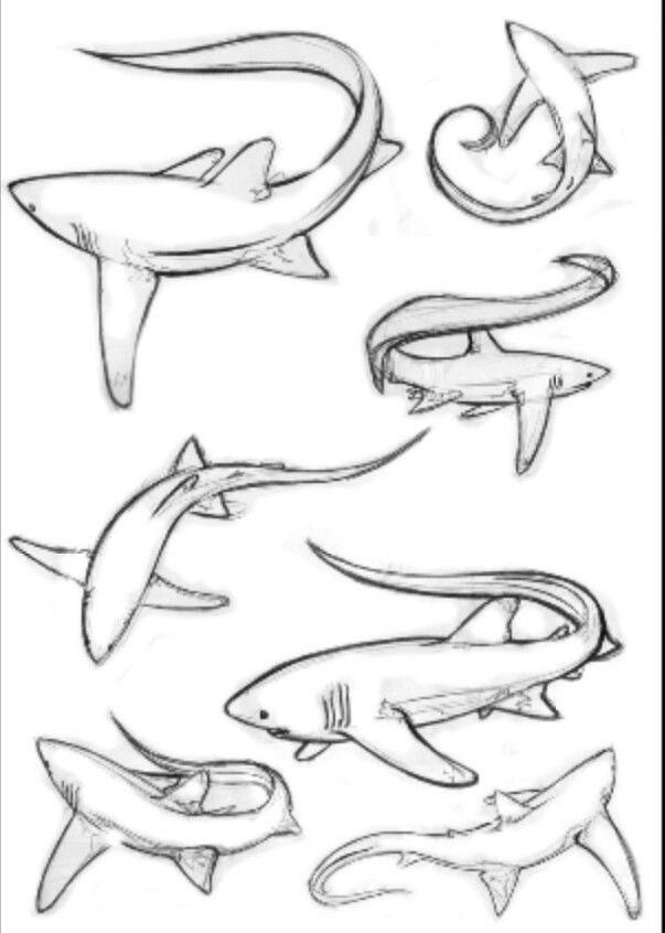 several different types of sharks drawn in pencil