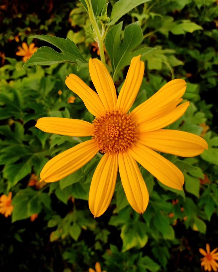 a yellow flower with green leaves in the background