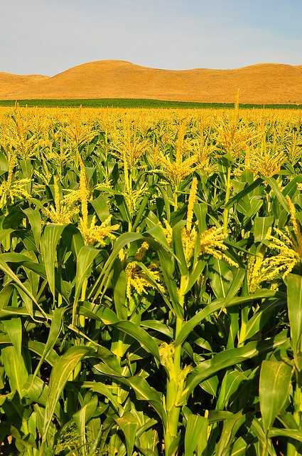 a large field of green corn with hills in the background and blue sky