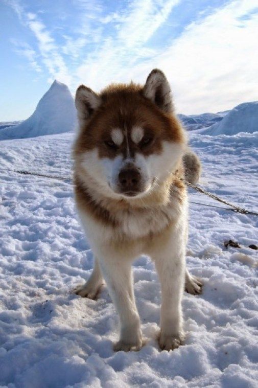 a brown and white dog standing in the snow