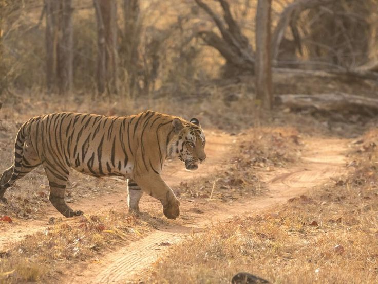 a tiger walking across a dirt road in the woods