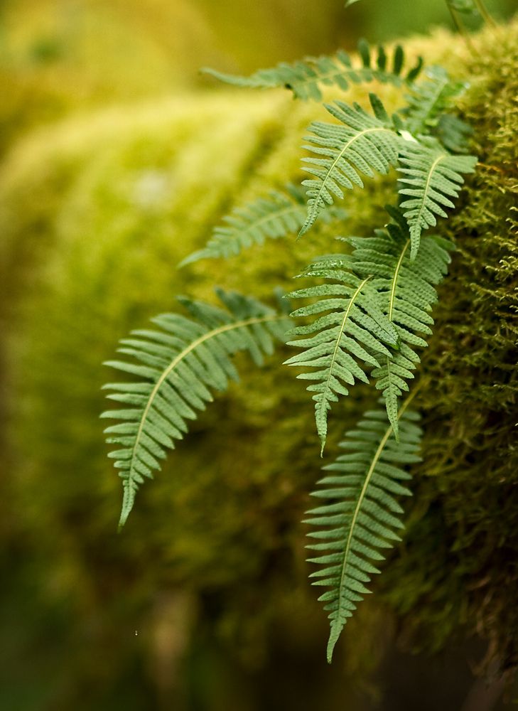 a fern leaf is growing on the side of a mossy wall