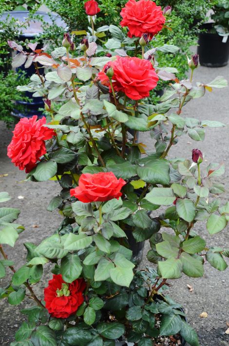 red flowers growing in the middle of a garden