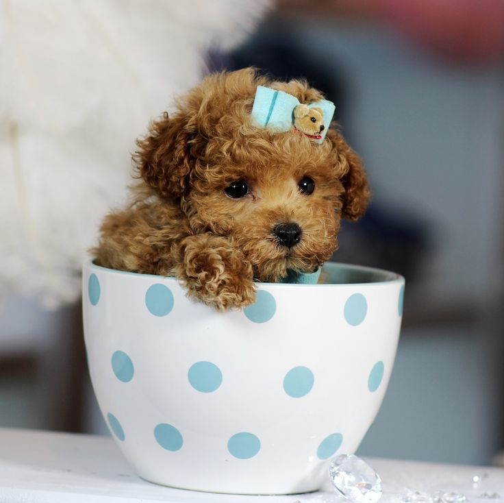 a small brown dog sitting in a white cup with blue polka dots on it's side