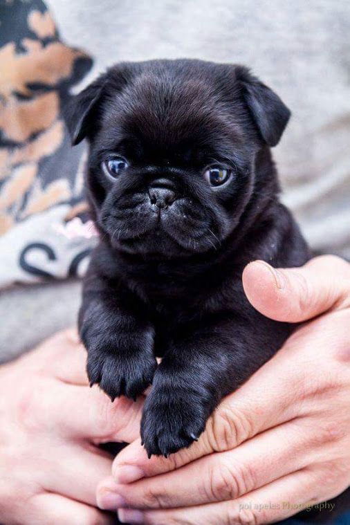 a small black puppy is being held in someone's hands and it looks like he has blue eyes