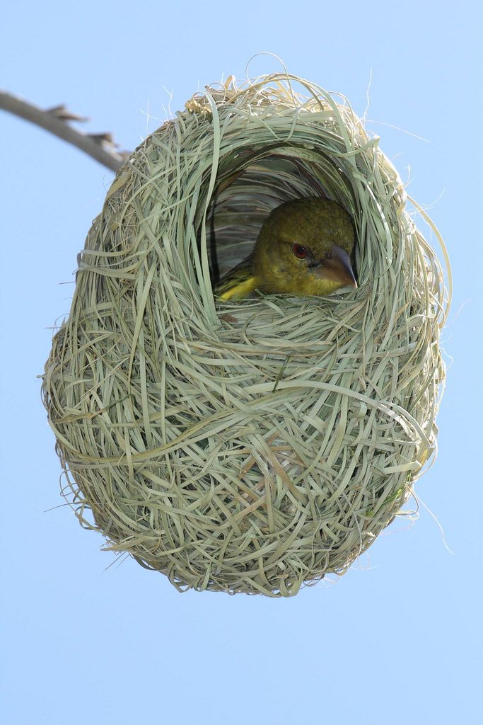 a yellow bird is sitting in a nest