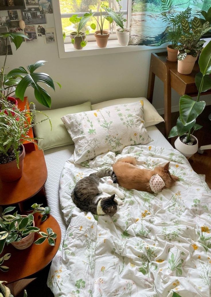 two cats are sleeping on a bed with plants in the window sill behind them