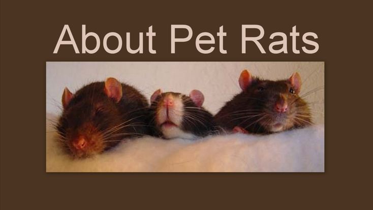 About Pet Rats