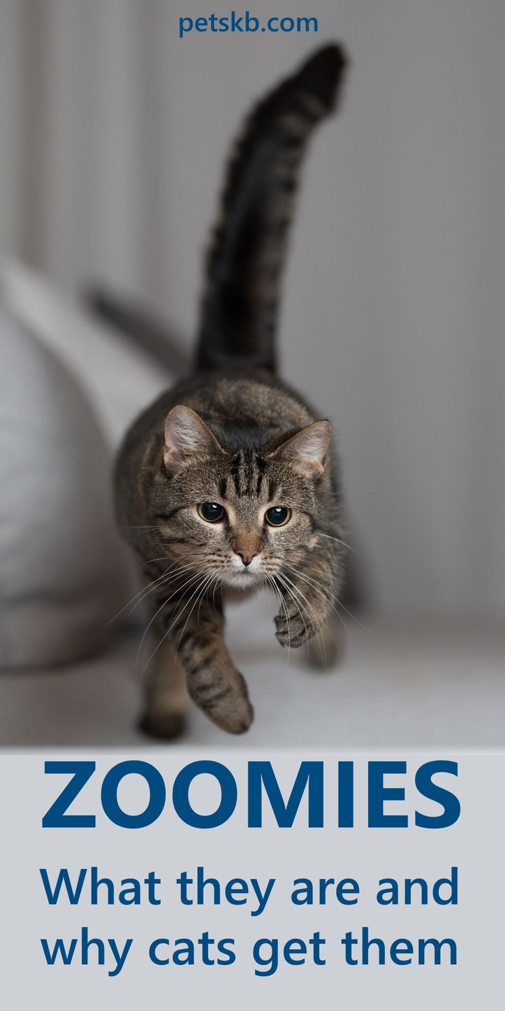 a cat walking across a bed with the caption zoomies what they are and why cats get them