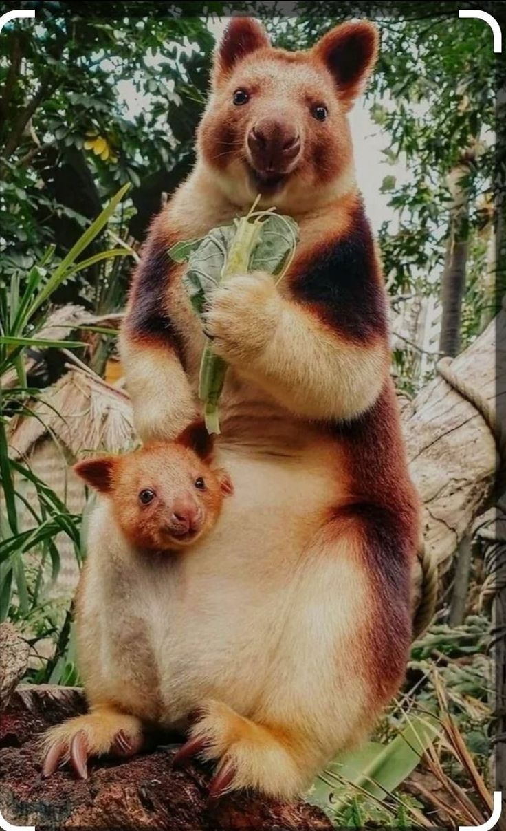 an adult and baby animal standing on their hind legs