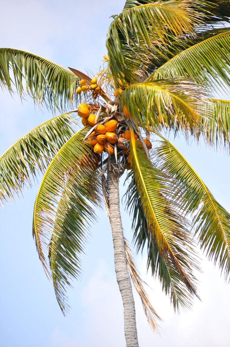 a palm tree that has some fruit on it