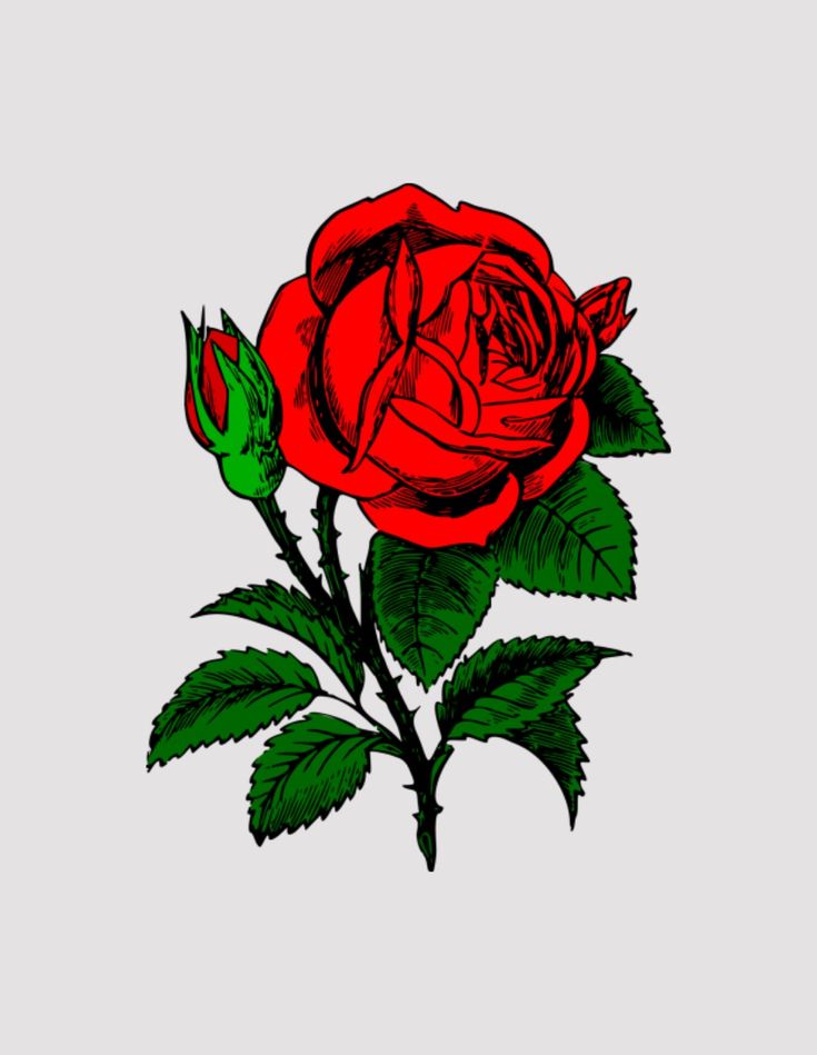 a red rose with green leaves on white postcard or magnet, featuring an image of a single flower