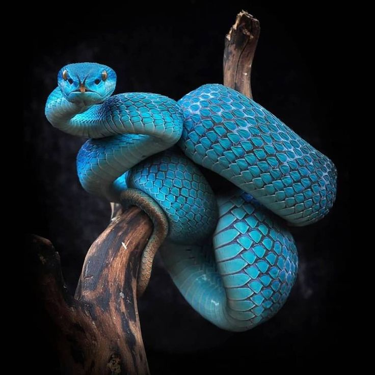 a blue snake wrapped around a tree branch