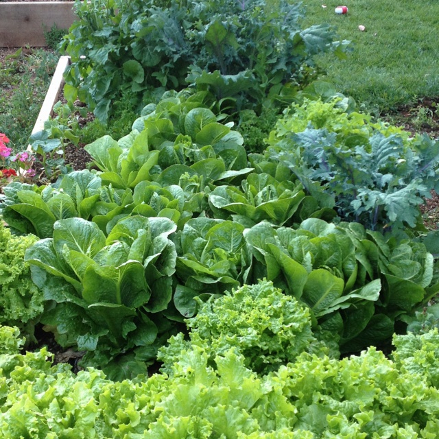 a garden filled with lots of green plants