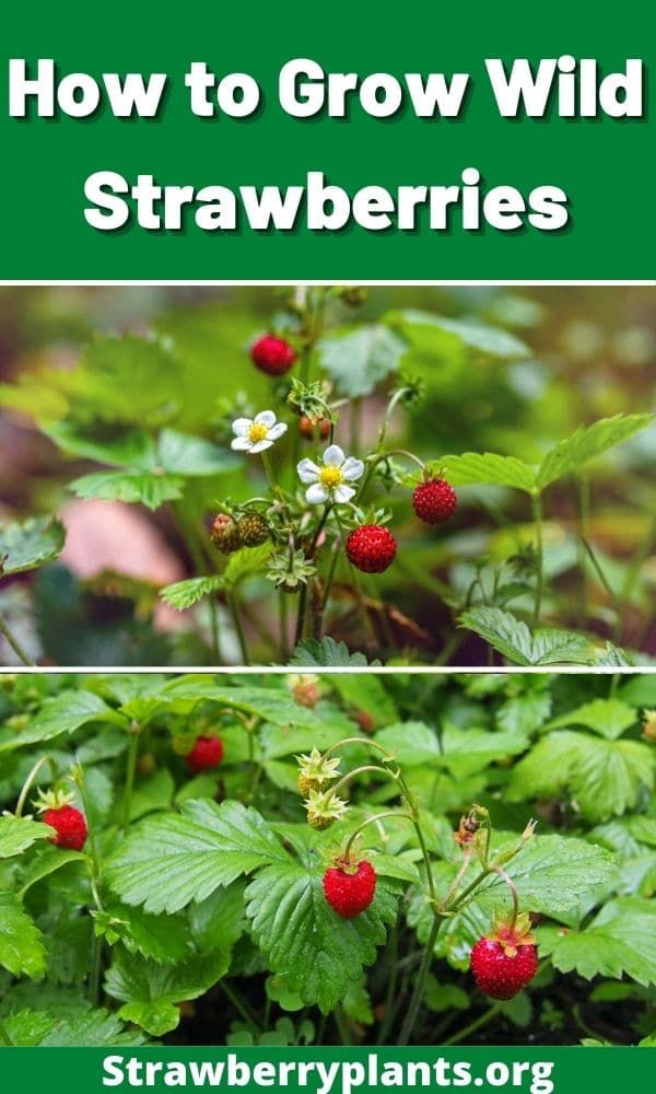 strawberries growing in the garden with text overlay that reads how to grow wild strawberries