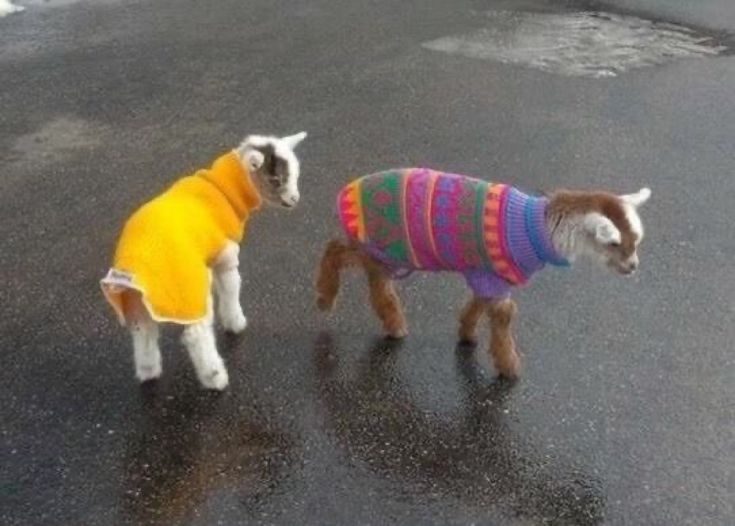 two small goats wearing sweaters walking down the street