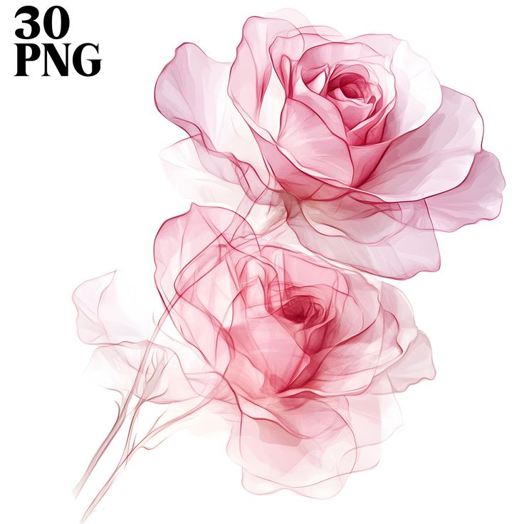 two pink roses on a white background with the words 30 png written below it