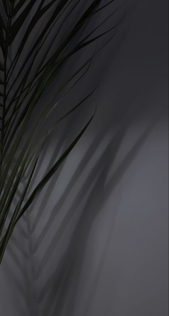 a plant with long green leaves is shown in the shadow on a gray wall behind it