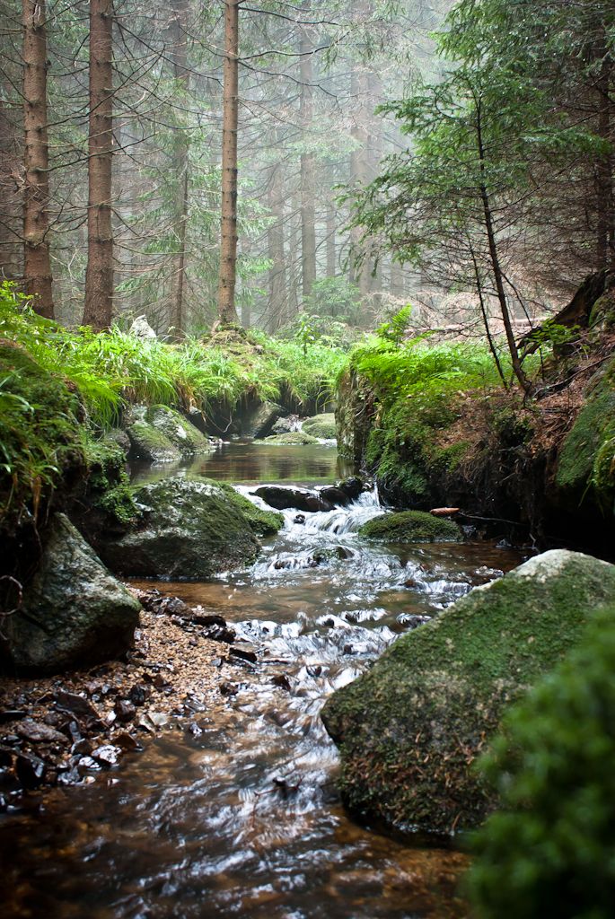 a stream running through a forest filled with lots of green mossy rocks and trees