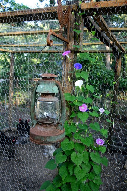 an old lantern hanging from a chain link fence with purple flowers growing up against it