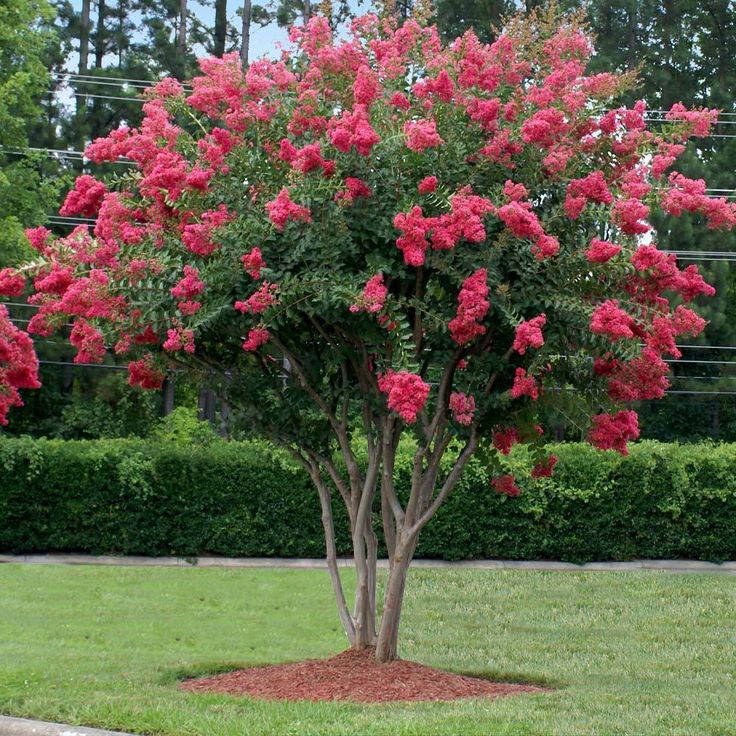 a tree with pink flowers in the middle of a green lawn and shrubbery behind it