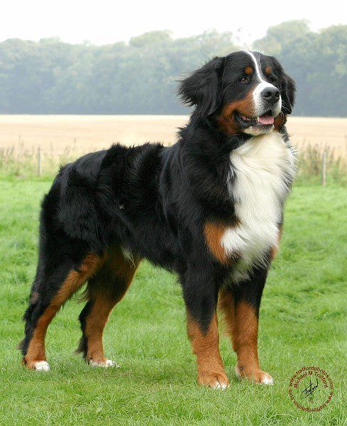 a large black and white dog standing on top of a lush green field