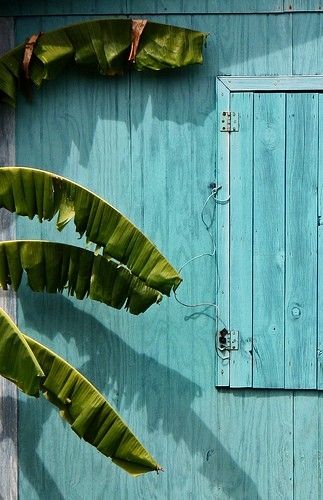 two large green leaves hanging from the side of a blue wall next to a wooden door