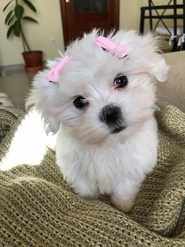 a small white dog with pink bows on its head sitting on a blanket in a living room