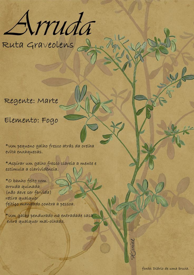 the menu for arruda is shown with an image of a plant on it